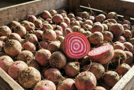 Chioggia bieten XL – Biologisch geteeld ca. 10kg