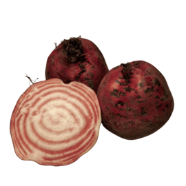 Chioggia bieten XL – Biologisch geteeld ca. 10kg