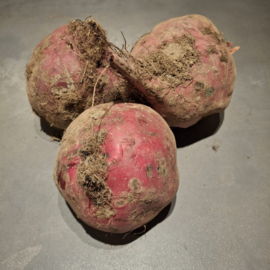 Chioggia bieten XL – Biologisch geteeld ca. 10kg