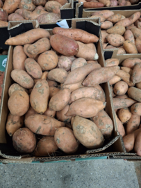 Zoete aardappel - 6 Kg