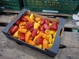 Snackpaprika mix - Ca. 2,5 Kg