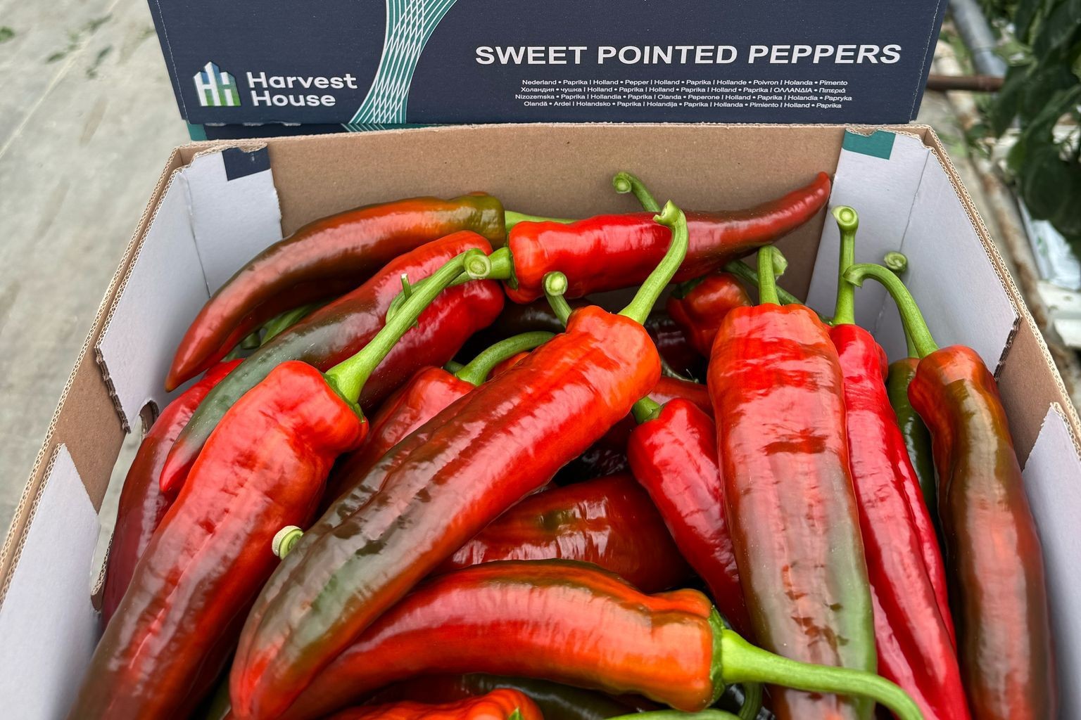 Zoete Puntpaprika - Ca. 4Kg