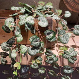 Zijde tak Ceropegia (Lantaarn)