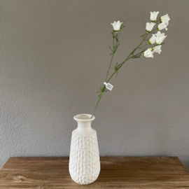Campanula wit