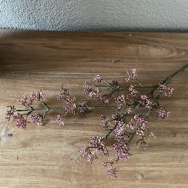 Viburnum pink/paars