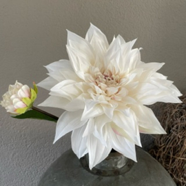 Dahlia wit