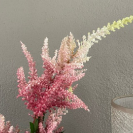 Astilbe (spirea) roze