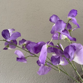 Lathyrus lila 73cm