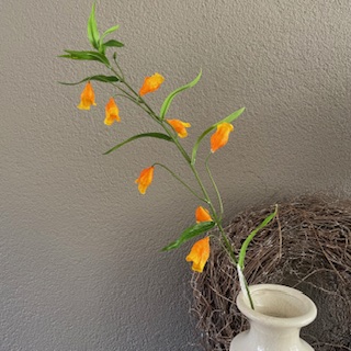 Sandersonia 80 cm