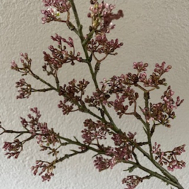 Viburnum pink/paars