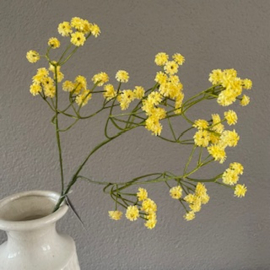 Gypsophila, Gipskruid geel kunst