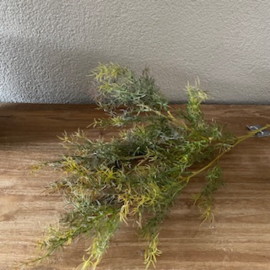 Asparagus bush tak van Brynxz