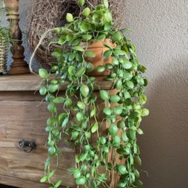 Lotus hanger in pot 60cm