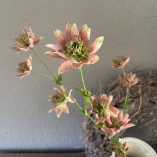 Astrantia 74 cm