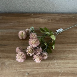 Pompon Mila,mooie volle tak