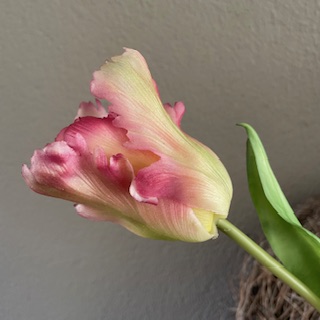 Parkiet tulp 52 cm midden roze