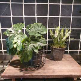 Monstera (Gatenplant) kunst