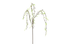 Betula Pendula treurberk wit