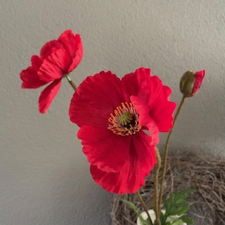 Papaver Rood (klaproos) 76cm