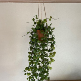 Lotus hanger in pot 60cm