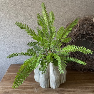 Varen Fern Bush 55cm