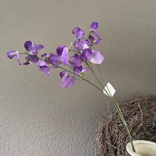 Lathyrus lila 73cm