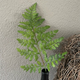 Polypodium (Ledervaren tak) op steel