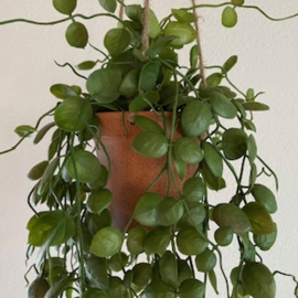 Lotus hanger in pot 60cm
