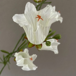 Campanula wit
