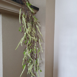 Betula Pendula treurberk wit