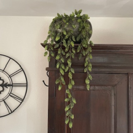 Hop  (Humulus)  hang op steel