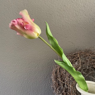 Parkiet tulp 52 cm midden roze