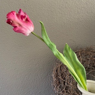 Parkiet tulp 52 cm diep roze
