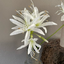 Nerine lily wit