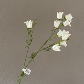 Campanula wit