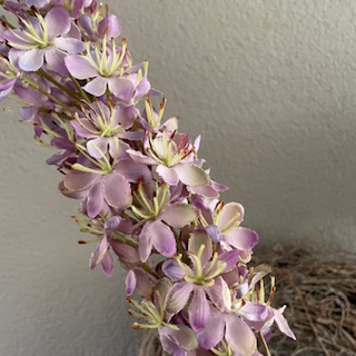 Eremurus lila 106cm