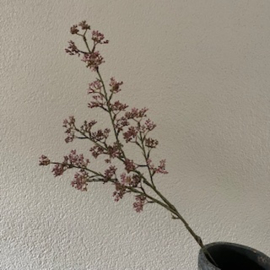 Viburnum pink/paars