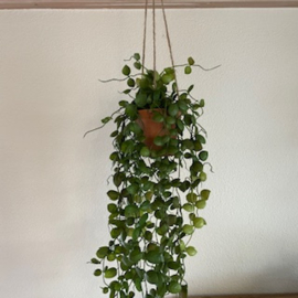 Lotus hanger in pot 60cm