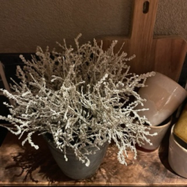 Calocephalus Brownii (zilverstruikje)