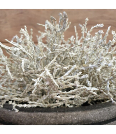 Calocephalus Brownii (zilverstruikje)