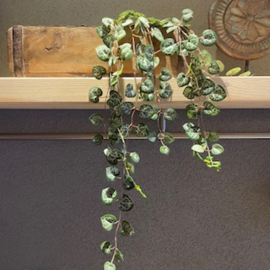 Zijde tak Ceropegia (Lantaarn)