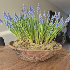 Houten schaal mooi robuust