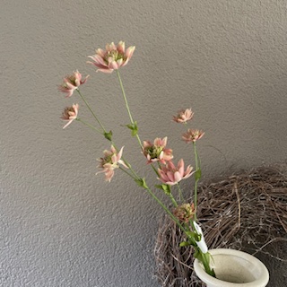 Astrantia 74 cm