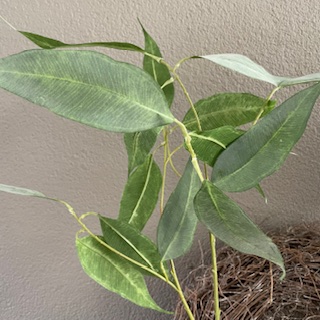 Eucalyptus 84cm