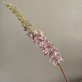 Eremurus lila 106cm