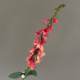 Foxglove Digitalis Vingerhoedskruid koraal