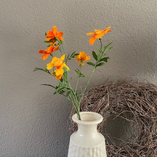 Tagetes 72cm