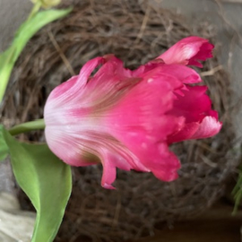 Boeket Parkiet tulp roze 6 stelen