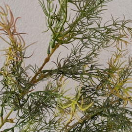 Asparagus bush tak van Brynxz
