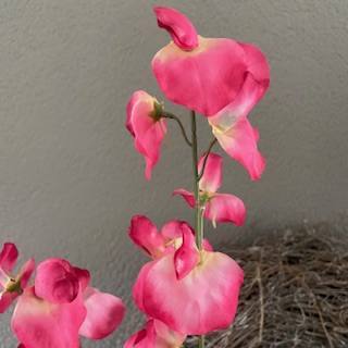 Lathyrus roze 73cm